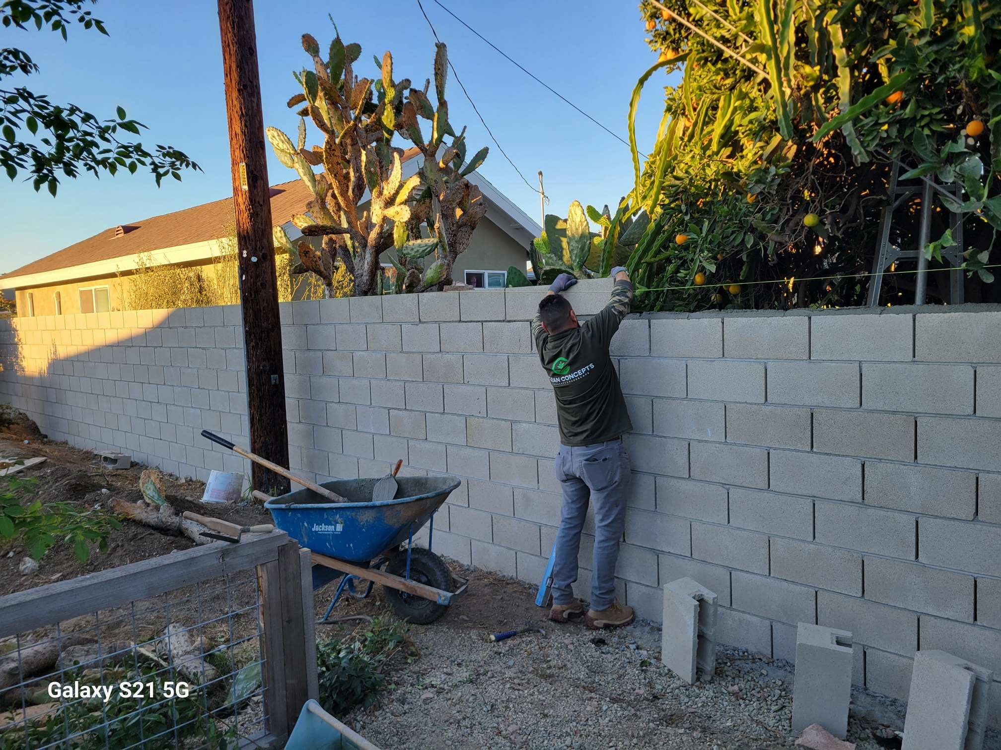 Man building a cinder-block wall beside a yard, pushing a blue wheelbarrow and using a level tool as sunlight hits cactus plants nearby.