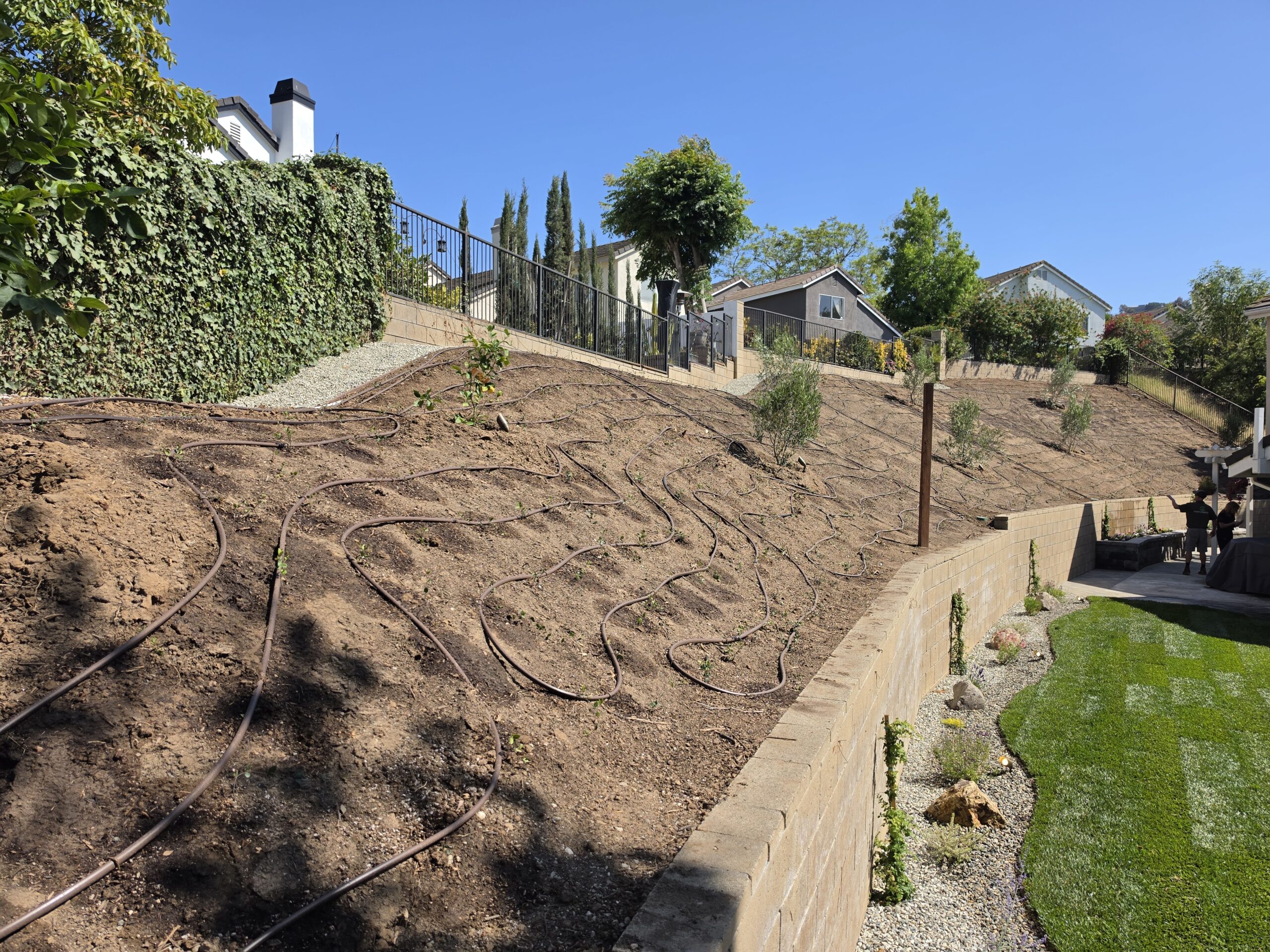 Sloped backyard with a brick retaining wall, ivy-covered fence, and irrigation hoses across bare soil under a bright blue sky.