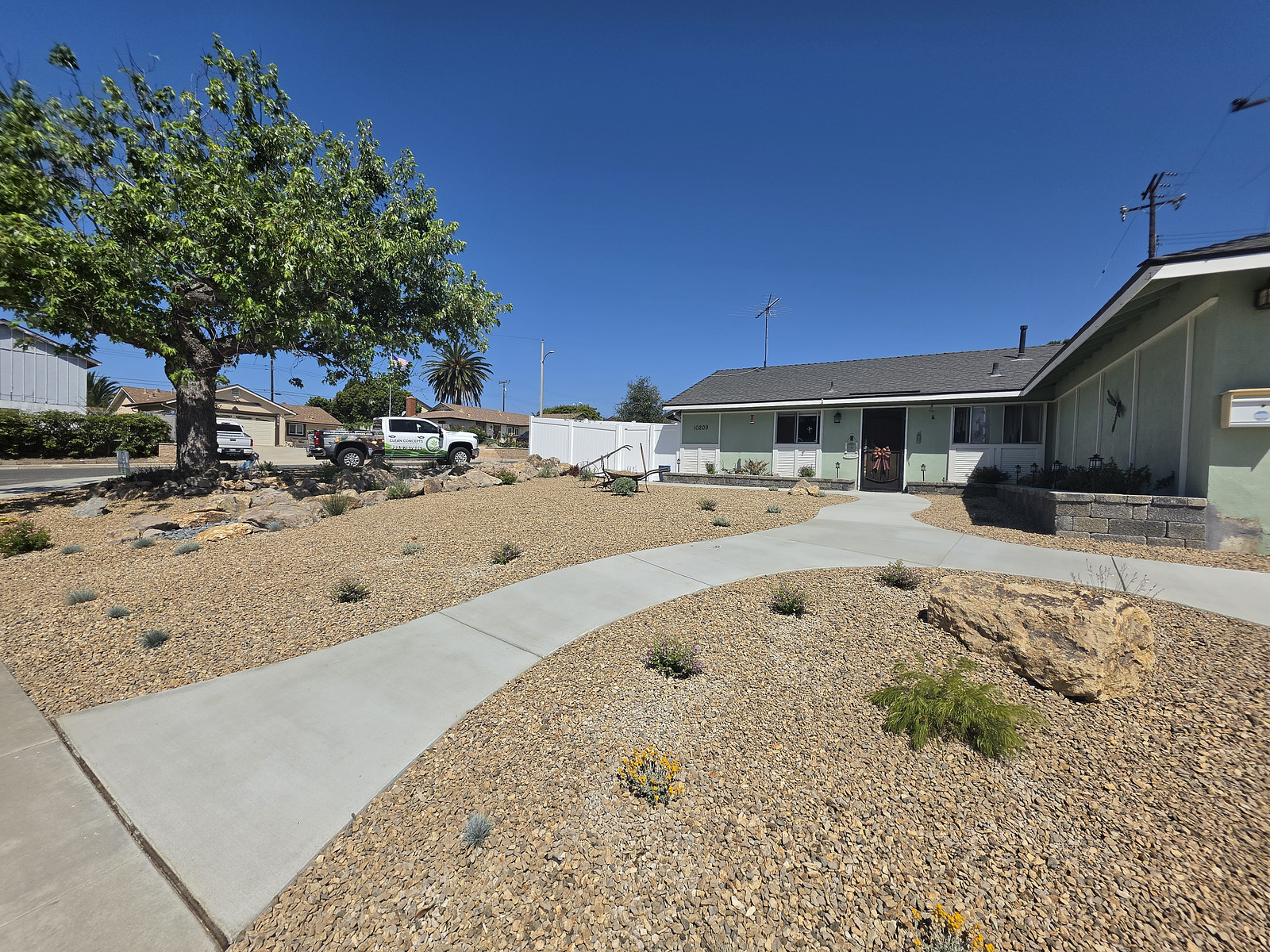 Suburban front yard with a large tree, curved concrete walkway, drought-tolerant plants, and a pale green house under a bright blue sky.